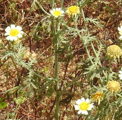 Glebionis coronaria