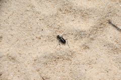 Cicindela abdominalis