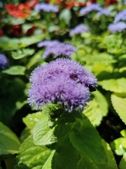 Ageratum