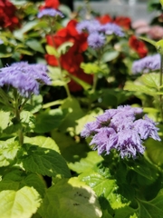 Ageratum