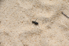 Cicindela abdominalis