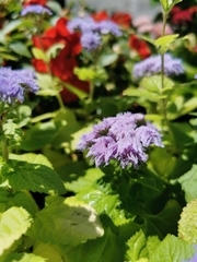 Ageratum