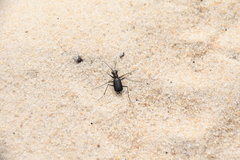 Cicindela abdominalis