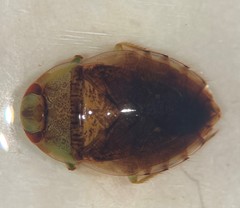 Pelocoris carolinensis