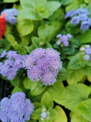 Ageratum