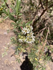 Escallonia resinosa