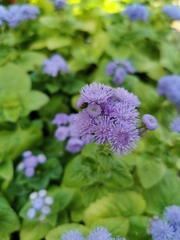 Ageratum