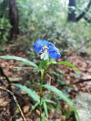 Commelina erecta