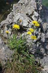 Leontodon tenuiflorus