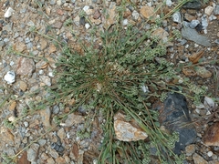 Corrigiola telephiifolia