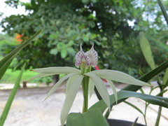 Prosthechea baculus