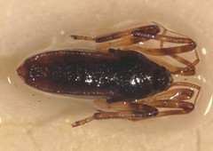 Platyvelia brachialis