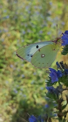 Colias croceus