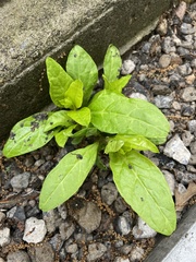 Magnoliopsida