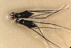 Rheumatobates tenuipes
