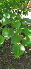 Cercis canadensis