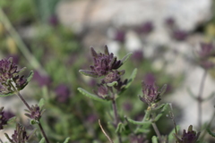 Teucrium leonis