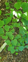 Cercis canadensis
