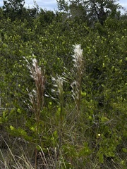 Andropogon bicornis
