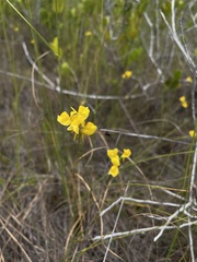 Utricularia juncea