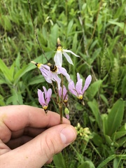 Primula fassettii