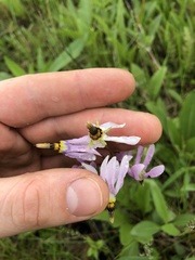 Primula fassettii