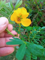 Senna barronfieldii