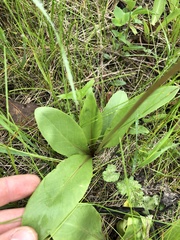 Primula fassettii
