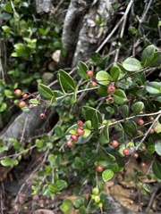 Myrcia citrifolia