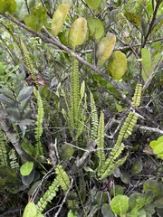 Lindsaea stricta stricta