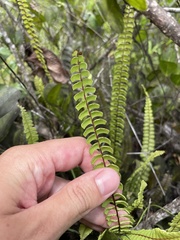 Lindsaea stricta stricta