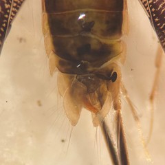 Sigara virginiensis
