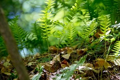 Polypodium appalachianum