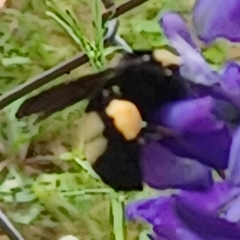 Bombus auricomus