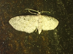 Eupithecia tenuiata