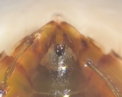 Pelocoris carolinensis