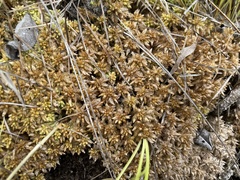Sphagnum perichaetiale