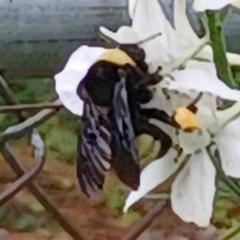 Bombus auricomus