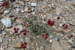 Linaria aeruginea
