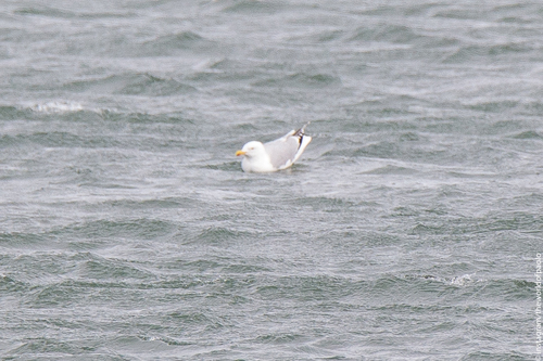 Srebrnasti galeb (Larus argentatus)