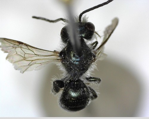 iNaturalist observation photo of Mason Bees