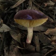 Russula purpureoflava