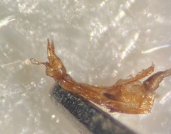 Hydrochus schereri