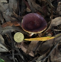 Russula purpureoflava