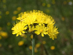 Pilosella cymosa