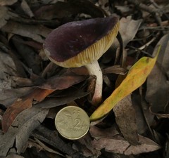 Russula purpureoflava