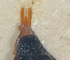 Gyrinus elevatus