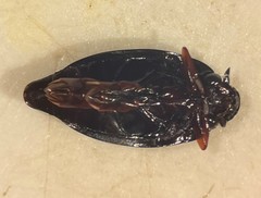 Gyrinus elevatus