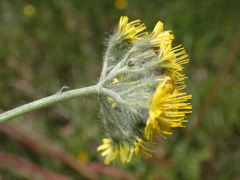 Pilosella cymosa