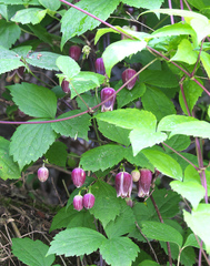 Clematis japonica